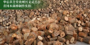 曝光行业水深！华弘草芝堂联手腾讯打响灵芝滋补行业信任革命第一枪