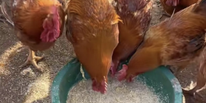 房延东荣获拾遗传承“黄河入海口煌上煌盐焗鸡制作技艺非物质文化遗产传承人”称号