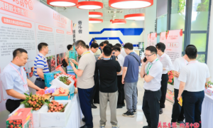 莞荔再进京拓市场，凭实“荔”亮相央视网